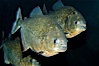 Red piranha, a fierce predatory freshwater fish native to South American rivers.  Its reputation for deadly attacks is legend. Image #09816