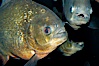 Red piranha, a fierce predatory freshwater fish native to South American rivers.  Its reputation for deadly attacks is legend. Image #09817