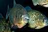 Red piranha, a fierce predatory freshwater fish native to South American rivers.  Its reputation for deadly attacks is legend. Image #09819