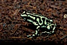 Green and black poison dart frog, native to Central and South America. Image #09824