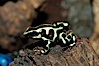 Green and black poison dart frog, native to Central and South America. Image #09825