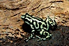 Green and black poison dart frog, native to Central and South America. Image #09827