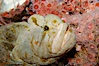 Monkey-faced eel. Image #09828