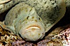 Monkey-faced eel. Image #09830