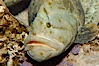 Monkey-faced eel. Image #09831