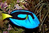 Palette surgeonfish. Image #09833