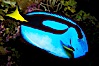 Palette surgeonfish. Image #09834