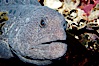 Wolf eel, although similar in shape to eels, is cartilaginous and not a true fish.  Its powerful jaws can crush invertibrates, such as spiny sea urchins.  It can grow to 6 feet (2m) in length. Image #09835