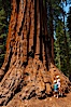 Young hikers are dwarfed by the trunk of an enormous Sequoia tree. Giant Forest, Sequoia Kings Canyon National Park, California, USA. Image #09879