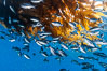 Half-moon perch school below offshore drift kelp, open ocean. San Diego, California, USA. Image #09989