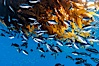 Half-moon perch school below offshore drift kelp, open ocean. San Diego, California, USA. Image #09989