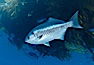 A half-moon perch below offshore drift kelp, open ocean. San Diego, California, USA. Image #09995