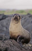 Galapagos fur seal. James Island, Galapagos Islands, Ecuador