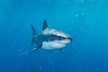 A great white shark underwater.  A large great white shark cruises the clear oceanic waters of Guadalupe Island (Isla Guadalupe). Guadalupe Island (Isla Guadalupe), Baja California, Mexico. Image #10110