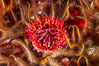 White-spotted rose anemone. Santa Barbara Island, California, USA. Image #10143