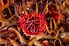 White-spotted rose anemone. Santa Barbara Island, California, USA. Image #10143
