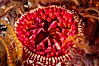 White-spotted rose anemone. Santa Barbara Island, California, USA. Image #10144