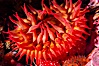 White-spotted rose anemone. Santa Barbara Island, California, USA. Image #10145