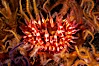 White-spotted rose anemone. Santa Barbara Island, California, USA. Image #10147