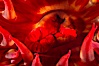 Tentacles of the white-spotted rose anemone. Santa Barbara Island, California, USA. Image #10148