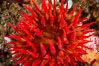 White-spotted rose anemone. Santa Barbara Island, California, USA. Image #10149