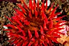 White-spotted rose anemone. Santa Barbara Island, California, USA. Image #10149