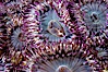 Aggregating anemones.  Arrayed in a clonal group, all of these anemones are genetically identical.  San Nicholas Island. San Nicholas Island, California, USA. Image #10150