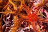 Brittle sea stars (starfish) spread across the rocky reef in dense numbers. Santa Barbara Island, California, USA. Image #10153