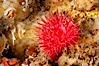 Brooding proliferating sea anemone. Santa Barbara Island, California, USA. Image #10159