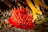 Brooding proliferating sea anemone. Santa Barbara Island, California, USA. Image #10160