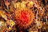 Brooding proliferating sea anemone. Santa Barbara Island, California, USA. Image #10162