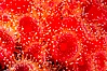 A cluster of vibrantly-colored strawberry anemones (club-tipped anemone, more correctly a corallimorph) polyps clings to the rocky reef. Santa Barbara Island, California, USA. Image #10163