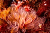 A cluster of lightbulb tunicates cling to the rocky reef. San Nicholas Island, California, USA. Image #10174