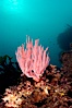 Red gorgonian. San Clemente Island, California, USA. Image #10190