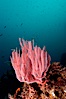 Red gorgonian. San Clemente Island, California, USA. Image #10191