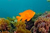Garibaldi swims over a kelp covered reef. San Clemente Island, California, USA. Image #10192