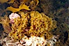 Unidentified marine algae. San Clemente Island, California, USA. Image #10193