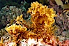 Unidentified marine algae. San Clemente Island, California, USA. Image #10194
