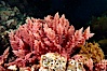 Unidentified marine algae. San Clemente Island, California, USA. Image #10198
