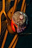Norris topsnail (aka, kelp snail), clings to a kelp pneumatocyst (bubble) at the base of a stipe/blade, midway in the water column. San Nicholas Island, California, USA. Image #10212