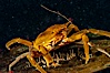 Northern kelp crab crawls amidst kelp blades and stipes, midway in the water column (below the surface, above the ocean bottom) in a giant kelp forest. San Nicholas Island, California, USA. Image #10215