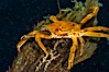 Northern kelp crab crawls amidst kelp blades and stipes, midway in the water column (below the surface, above the ocean bottom) in a giant kelp forest. San Nicholas Island, California, USA. Image #10216