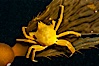 Northern kelp crab crawls amidst kelp blades and stipes, midway in the water column (below the surface, above the ocean bottom) in a giant kelp forest. San Nicholas Island, California, USA. Image #10218