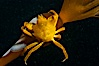 Northern kelp crab crawls amidst kelp blades and stipes, midway in the water column (below the surface, above the ocean bottom) in a giant kelp forest. San Nicholas Island, California, USA. Image #10219
