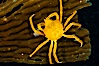 Northern kelp crab crawls amidst kelp blades and stipes, midway in the water column (below the surface, above the ocean bottom) in a giant kelp forest. San Nicholas Island, California, USA. Image #10220