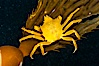 Northern kelp crab crawls amidst kelp blades and stipes, midway in the water column (below the surface, above the ocean bottom) in a giant kelp forest. San Nicholas Island, California, USA. Image #10223