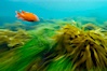 A garibaldi fish (orange), surf grass (green) and palm kelp (brown) on the rocky reef -- all appearing blurred in this time exposure -- are tossed back and forth by powerful ocean waves passing by above.  San Clemente Island. San Clemente Island, California, USA. Image #10238
