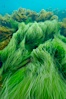 Surf grass on the rocky reef -- appearing blurred in this time exposure -- is tossed back and forth by powerful ocean waves passing by above.  San Clemente Island. San Clemente Island, California, USA. Image #10239