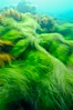 Surf grass on the rocky reef -- appearing blurred in this time exposure -- is tossed back and forth by powerful ocean waves passing by above.  San Clemente Island. San Clemente Island, California, USA. Image #10240