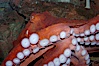 Tentacles (arms) and white disc-like suckers of a Giant Pacific Octopus.  The Giant Pacific Octopus arms can reach 16 feet from tip to tip, and the animal itself may weigh up to 600 pounds.  It ranges from Alaska to southern California. Image #10278